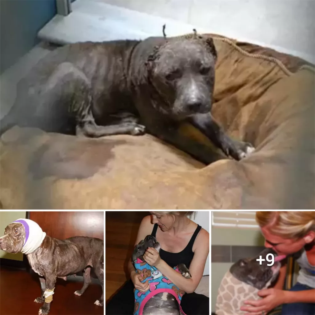 “From Bait to Beloved: How a Dog Who Lost Her Ears Found a Forever Family”